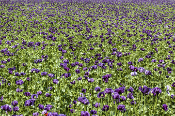 Field with violet corn poppy, papaver sp., Austria, Lower Austri