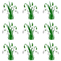 Snowdrops on a white background