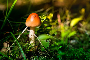 Macro shot of a brown mushroom in the forest

