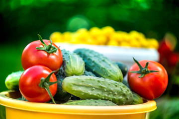 Big autumn harvest. Shot of bucket of freshly picked ripe red tomatoes, cucumbers and small yellow plums in the middle of a garden in early autumn

