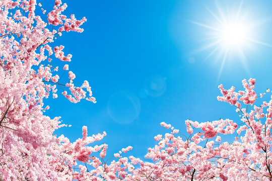 Kirschbl&uuml;te im Fr&uuml;hling
