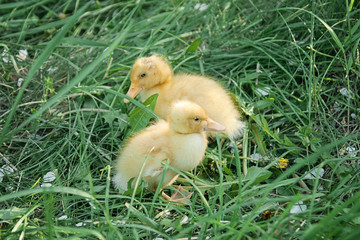little ducklings in the grass in the spring