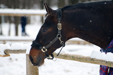 Thoroughbred horse in bridle and blanket is under the snow. Walking race horses during the cold season. Trotter brown color is winter in the outer paddock.