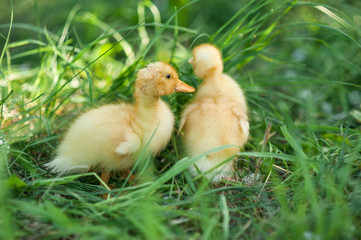 little ducklings in the grass in the spring