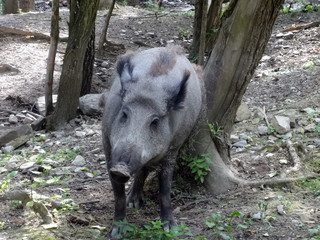 Wild board scratching your back against a tree in the wild