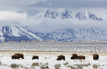 Bison, Winter, Grand Tetons National Park
