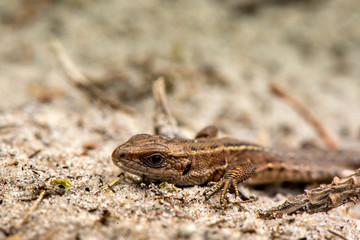 Macro shot of a lizard

