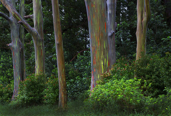Rainbow Trees, Maui, Hawaii
