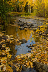 Obraz na płótnie Canvas Squirrel Creek in Autumn Color