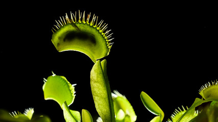 Venus Flytrap