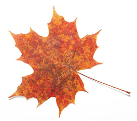 Red, yellow maple leaf on white background