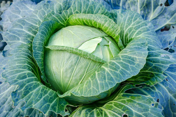 Fototapeta premium Young Fresh Green Cabbage Head On The Bed. Top View. Close-Up.