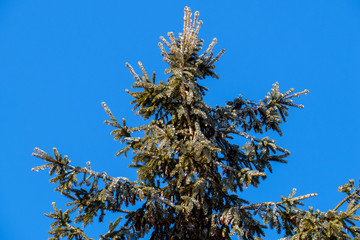 Iced Canadian winter tree with a clear blue sky. Levis, Quebec, Canada.