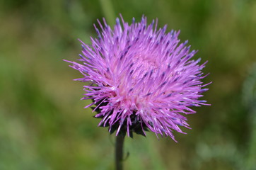 Chardon sauvage