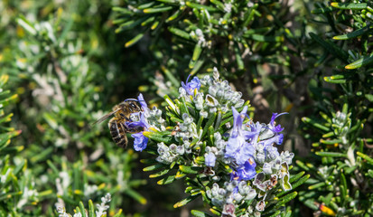 Flowering Rosemary Plant With a Bee