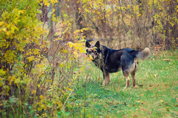 Dog walking in a forest in autumn