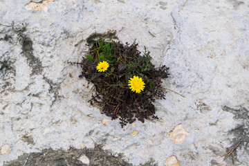 Two yellow flowers growing from the rock, wild nature, eyes in the rocks, view from the top