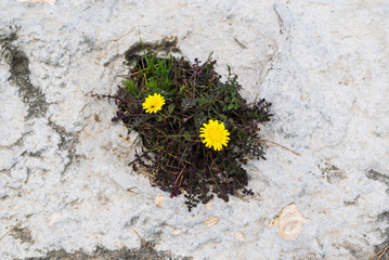 Two yellow flowers growing from the rock, wild nature, eyes in the rocks, view from the top