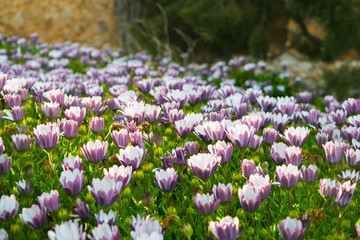 Obraz premium Pink buds field of Chrysanthemum plants, flowers before the sunset