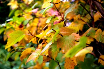 jesienne liście I © Monika