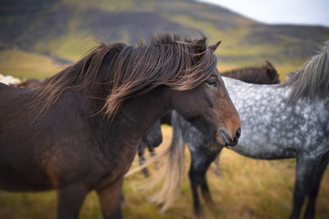 Fototapeta premium Beautiful Icelandic horse in Iceland.