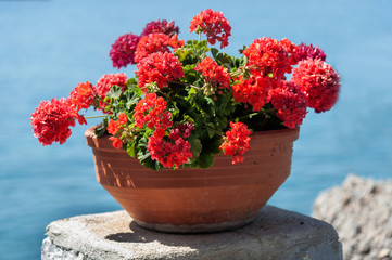 Ceramic pot with red bougainvillea flowers on Crete island
