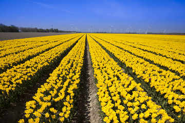 Windmill and colorful tulips in spring of flowers