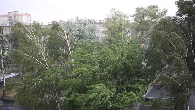 Strong wind and rain on the street in the summer. The storm in the city. Green trees bend in the wind. 