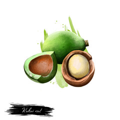 Kukui nut isolated on white. Hand drawn illustration of candleberry, Indian walnut, kemiri, varnish tree, nuez de la India, buah keras, or kukui. Organic healthy food. Digital art with splashes