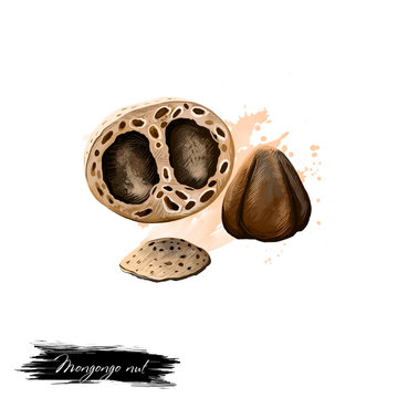 Mongongo nut isolated on white. Hand drawn illustration of mongongo fruit, manketti nuts or nongongo. Organic healthy food. Digital art with paint splashes effect. Graphic clip art for design