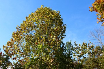 The treetop of the autumn trees.