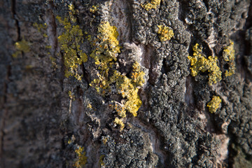 Moss on the bark of a tree