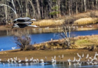 Sandhill Cranes