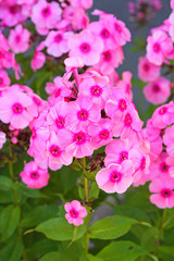 Pink phlox flowers in the garden