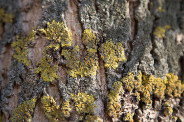 Moss on the bark of a tree