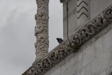 Pigeon on the wall of Lucca Cathedral. Cattedrale di San Martino. Tuscany. Italy.