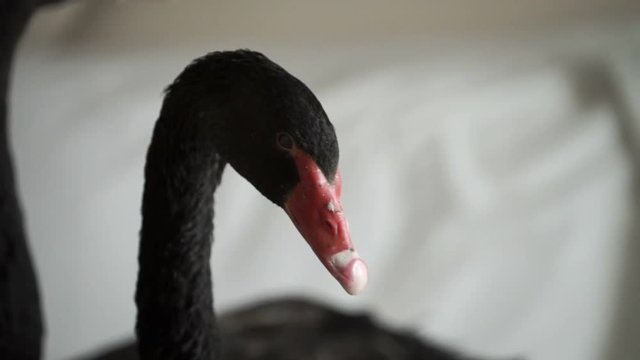 Two black swans closeup indoors shot