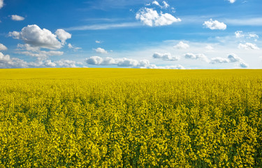 Obraz premium Yellow field rapeseed in bloom and blue cloudy sky