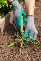 Female Hands Pull Out Weeds From Ground Garden Tool On Vegetable Garden. Weeding Weeds. Struggle Weeds Close Up.