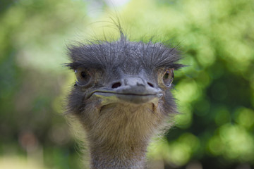 ostrich with a sharp look