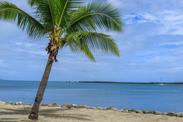 Palm tree on beach in Fiji