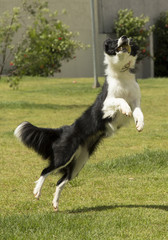 Purebred border collie dog jumping with a ball in mouth outdoors in the nature