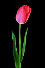 Pink tulip over black background vertical composition