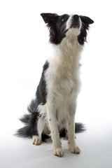 Purebred border collie dog paying attention on a white background