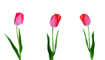 Three pink tulips in a row isolated on white background