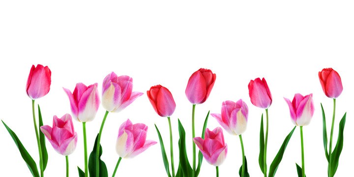 Wide spring flowers border pink tulips with leaves in a row isolated on white background copy space