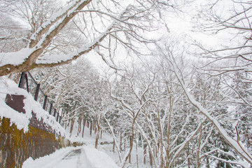 Winter landscape , Trees with snow in forest