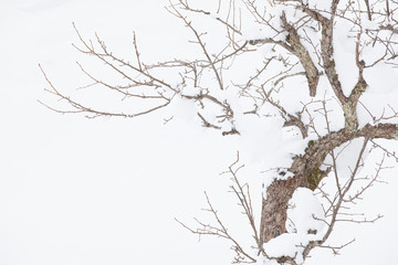 Winter landscape , Trees with snow in forest