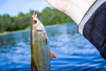 fish roach in the hand of angler