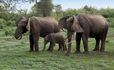 Naklejka na ściany i meble Family of african elephant in Lake Manyara National Park - Tanzania, Eastern Africa